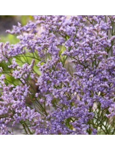 Limonium Dazzle Rocks