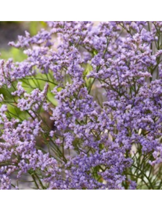 Limonium Dazzle Rocks