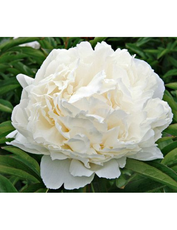 Paeonia lactiflora Bowl of Cream