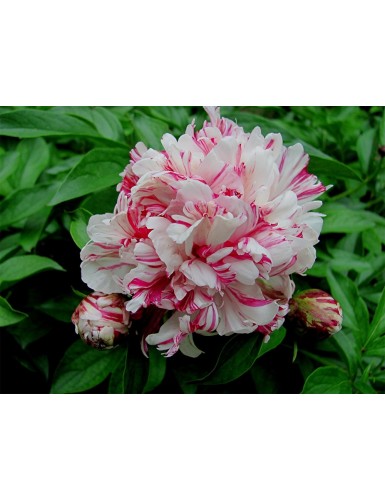 Paeonia lactiflora Candy Stripe