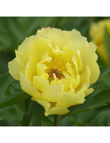 Paeonia Itoh Sequestered Sunshine