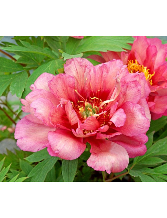 Paeonia itoh Hillary