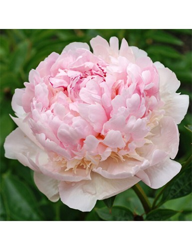 Paeonia lactiflora Angel Cheeks