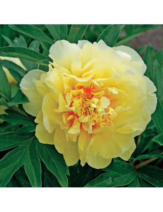 Paeonia Itoh Bartzella