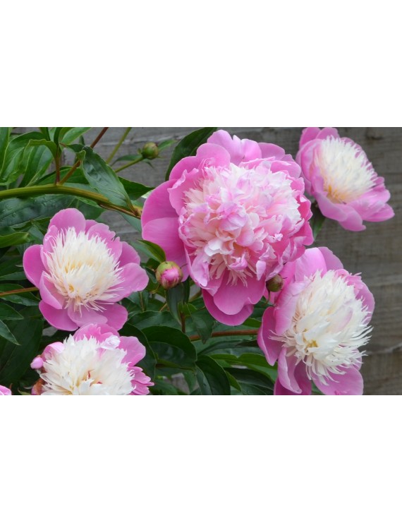 Paeonia lactiflora Bowl of Beauty