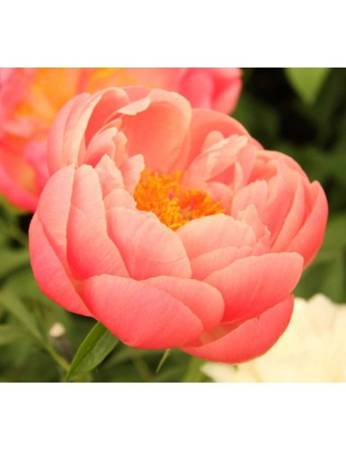 Paeonia lactiflora Coral Charm