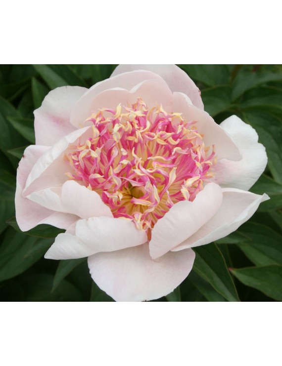 Paeonia lactiflora Do Tell