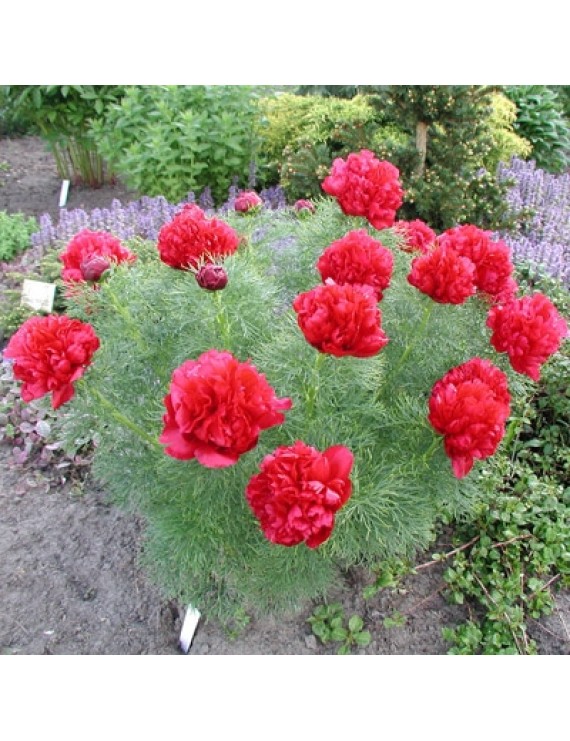 Paeonia tenuifolia Rubra Plena