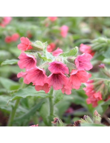 Pulmonaria rubra Redstart