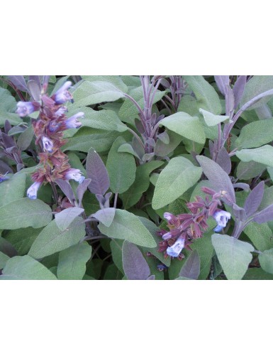 Salvia officinalis Purpurascens