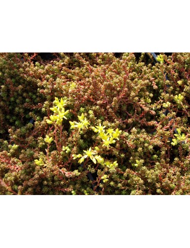 Sedum sp