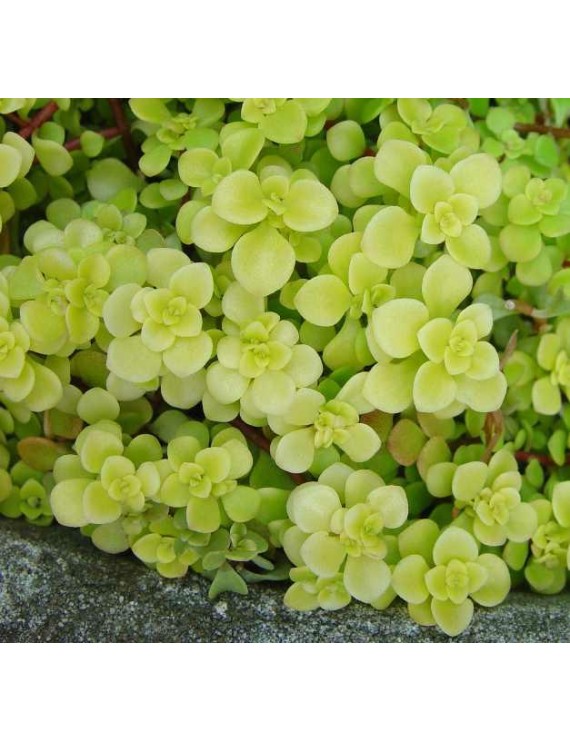 Sedum makinoi Ogon