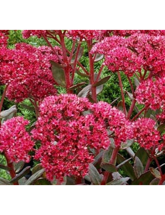 Sedum telephium Thunderhead