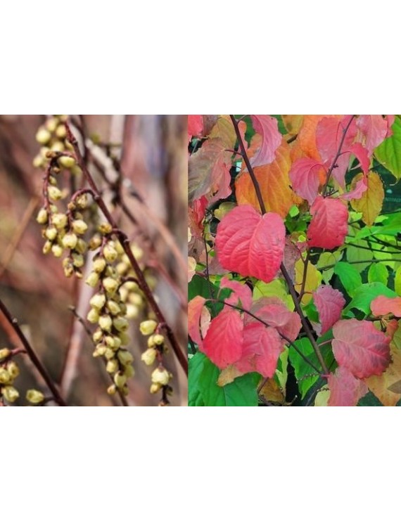 Stachyurus praecox