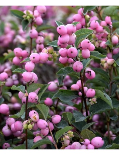 Symphoricarpos Magical Sweet