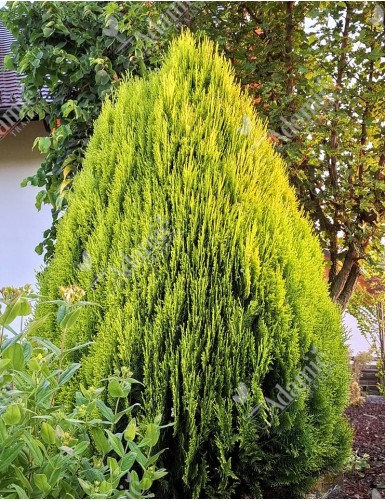 Thuja orientalis Aurea Nana