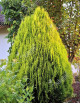 Thuja orientalis Aurea Nana