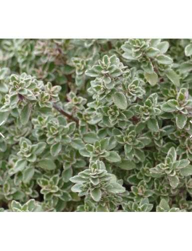 Thymus Sparkling Bright