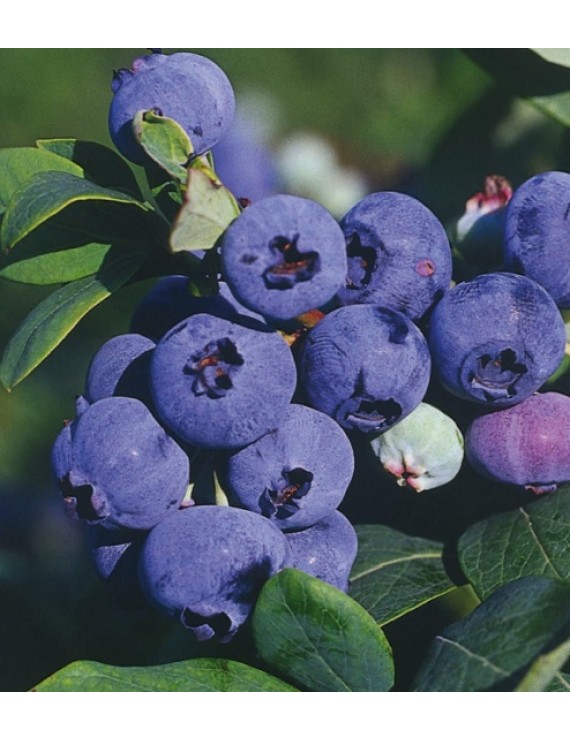 Vaccinium corymbosum Darrow