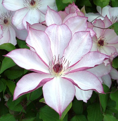 Clematis Omoshiro