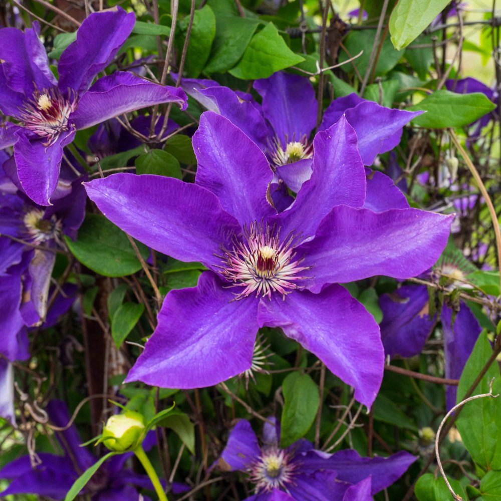 Clematis The President