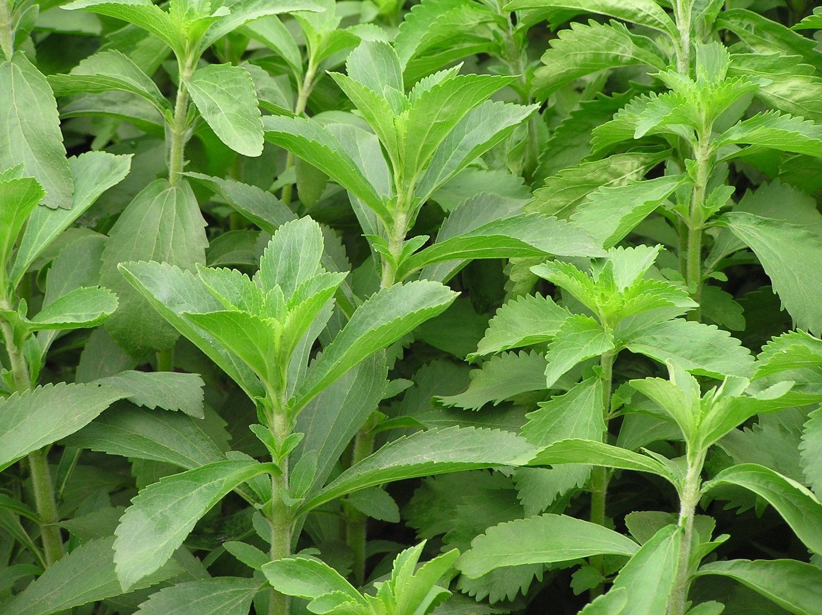 STEVIJA Stevia rebaudiana